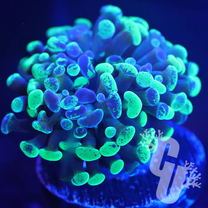 Splatter Hammer Coral