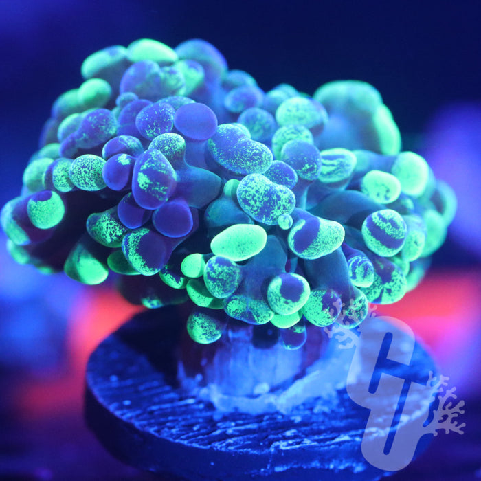 Splatter Hammer Coral