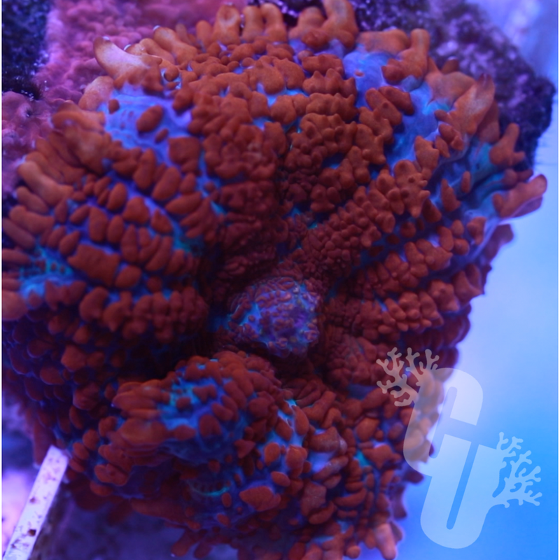 Superman Rhodactis Mushroom