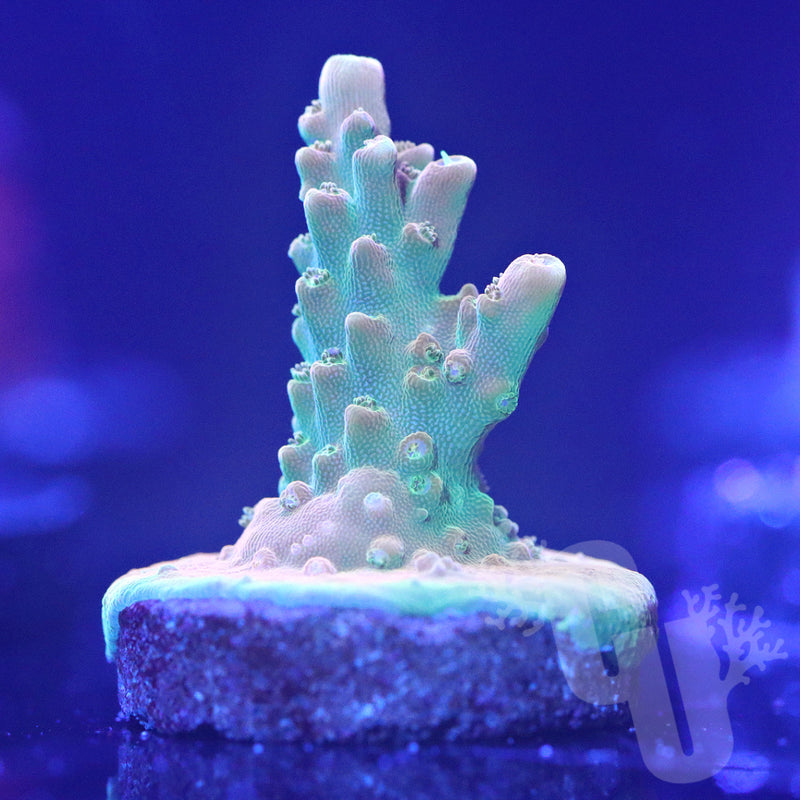 TGC Creamsicle acropora | WYS/WYG