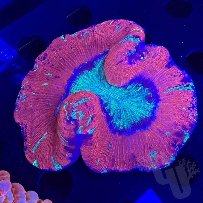 Trachyphyllia coral | WYS/WYG