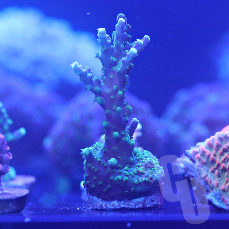 Tricolor Valida acropora | WYS/WYG