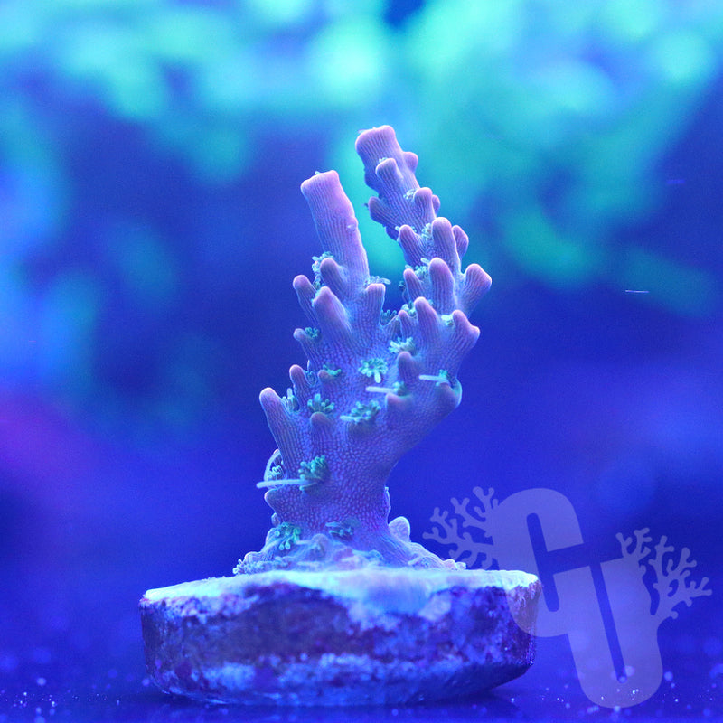 VooDoo Majick Acropora | WYS/WYG