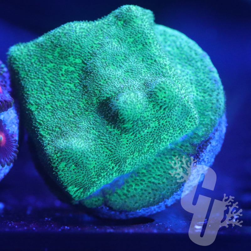 Wintergreen Psammocora