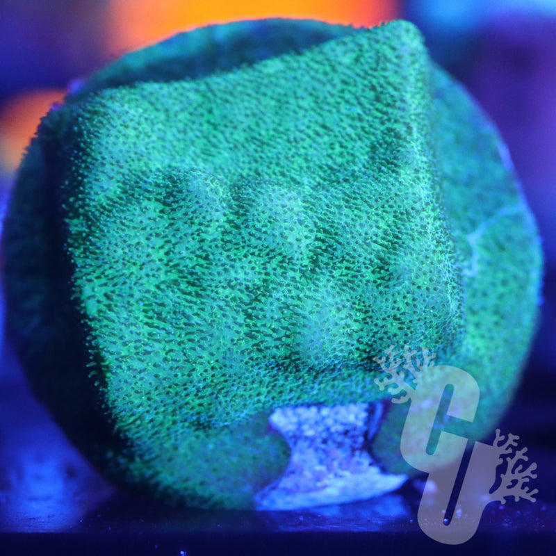 Wintergreen Psammocora