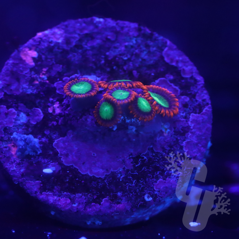 Goblins Fire Zoanthids