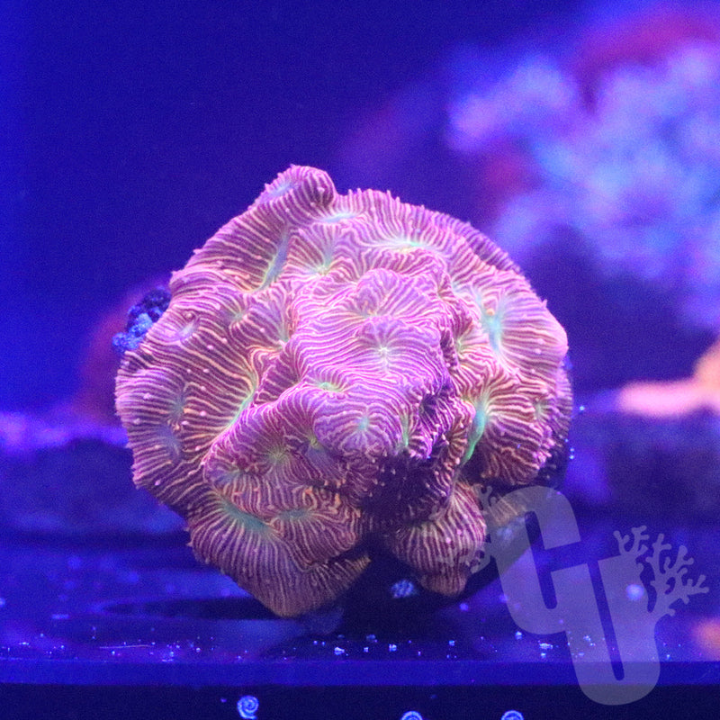 JF Jack o Lantern leptoseris | WYS/WYG