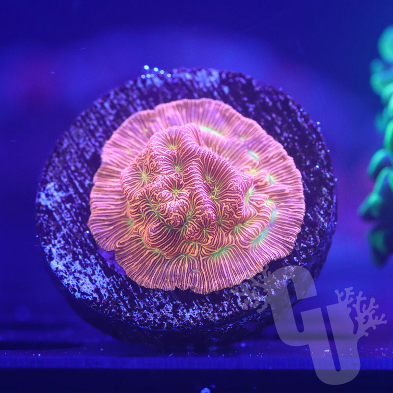 JF Jack o Lantern leptoseris 2 | WYS/WYG