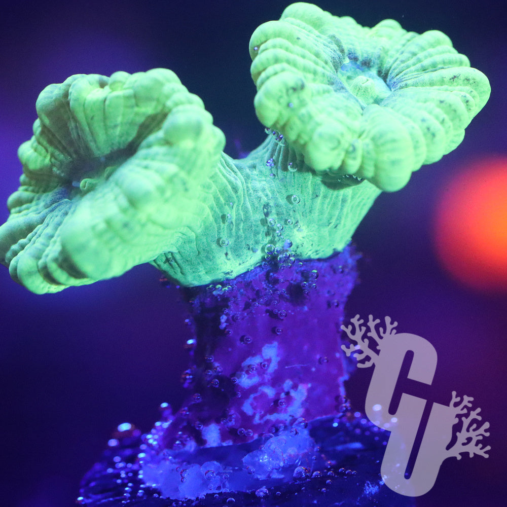 Kryptonite Candy Cane Coral — Corals Unlimited