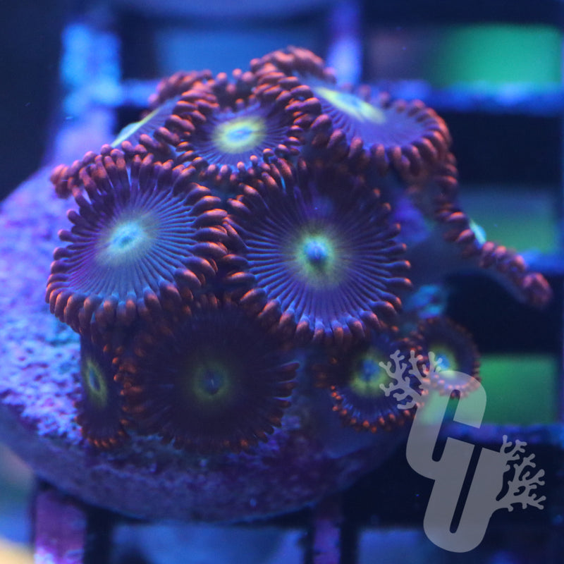 Pearl Jam Zoanthids