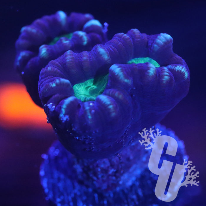 Purple and Green Candy Cane Coral