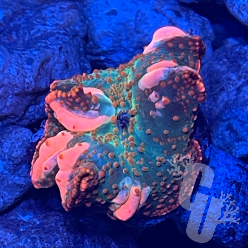 Bubble Yum Bounce Mushroom