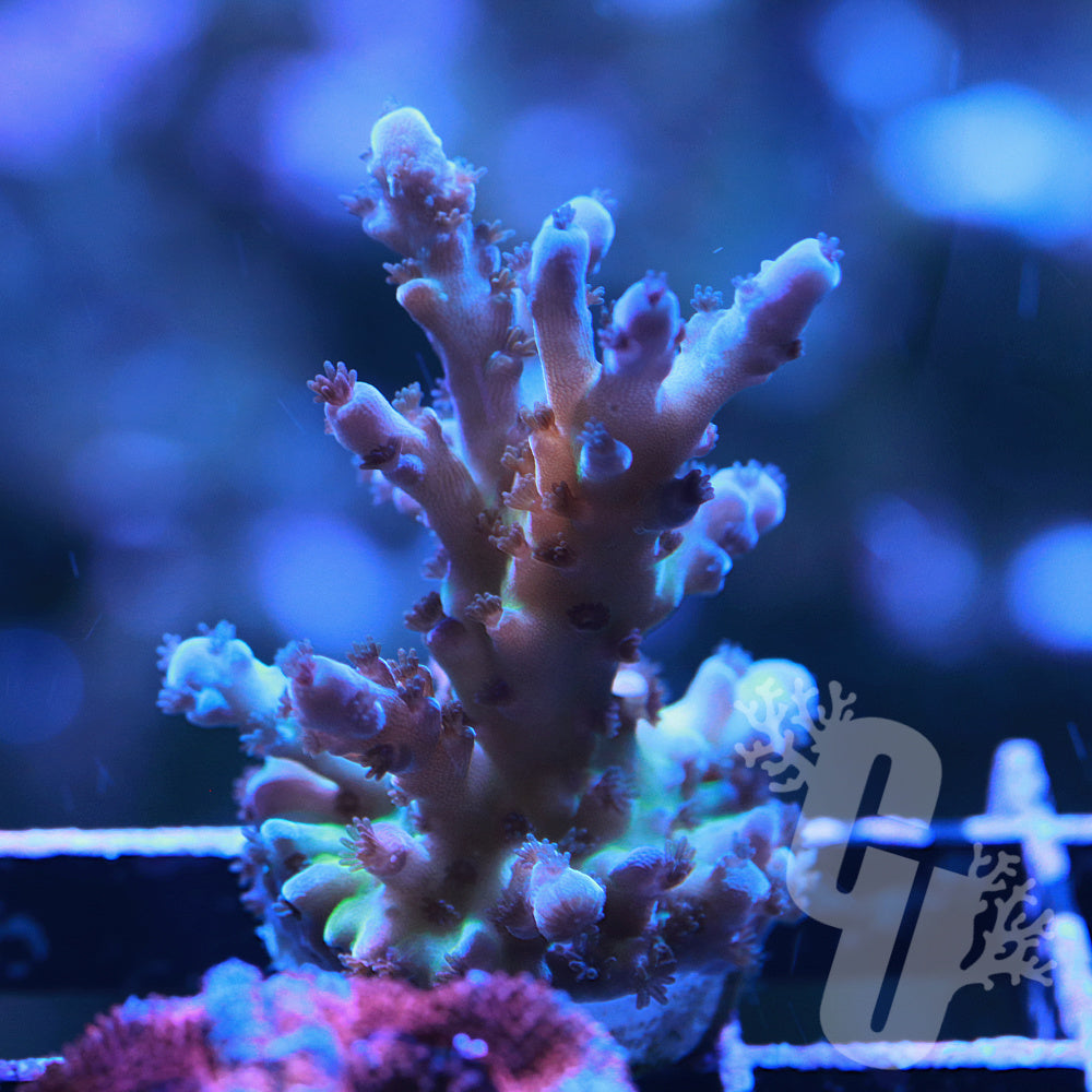 Borealis Acropora Coral (Acropora sp.)