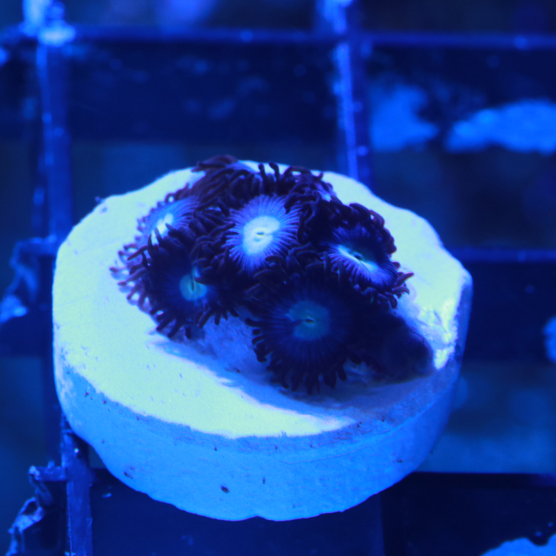 Cobalt Blue Zoanthids
