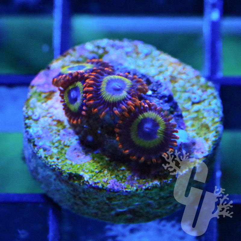 Fruit Loops Zoanthids