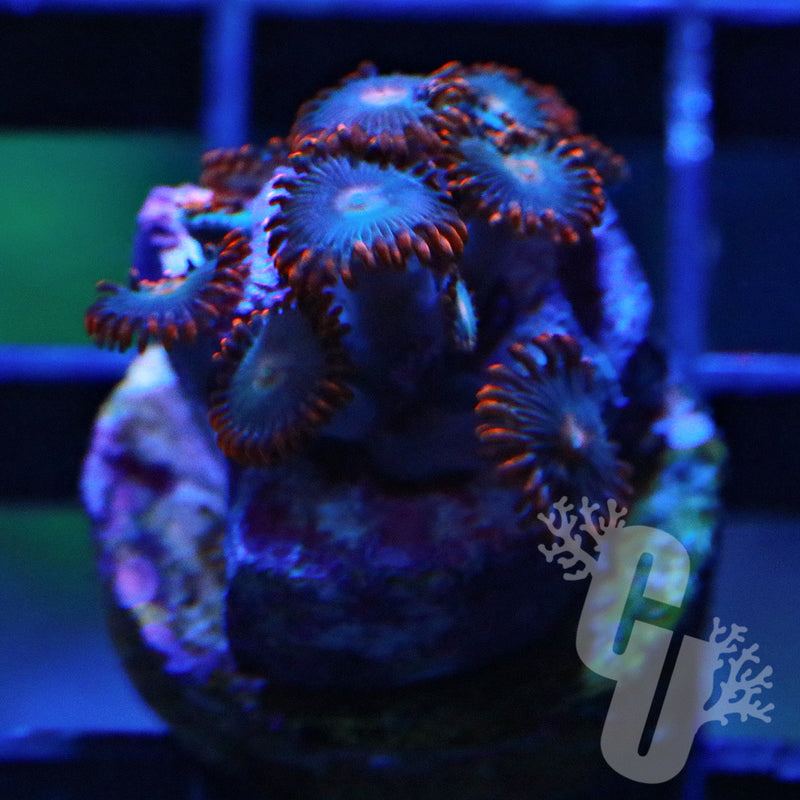 Gatorade Zoanthids
