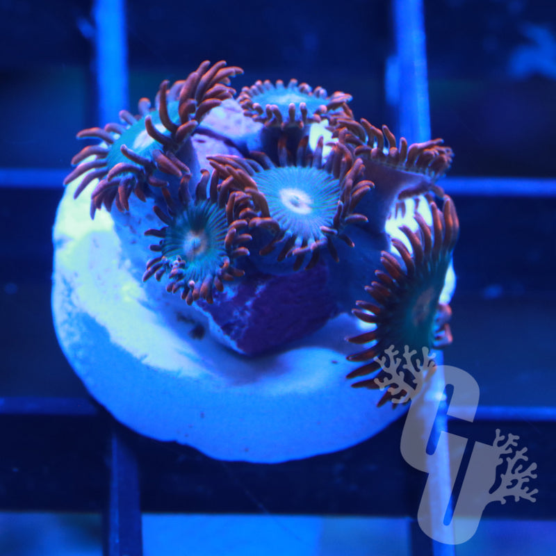 Gatorade Zoanthids