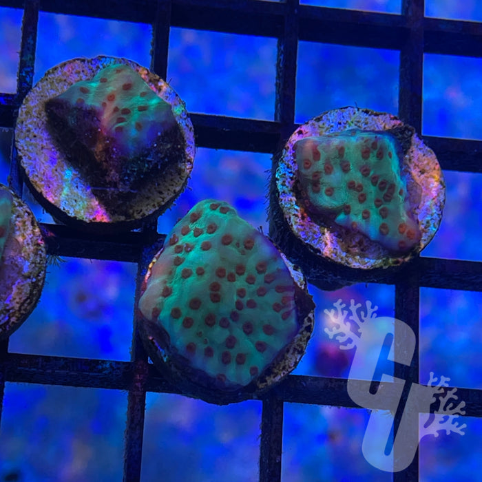 Jedi Mind Trick Montipora Cap Coral