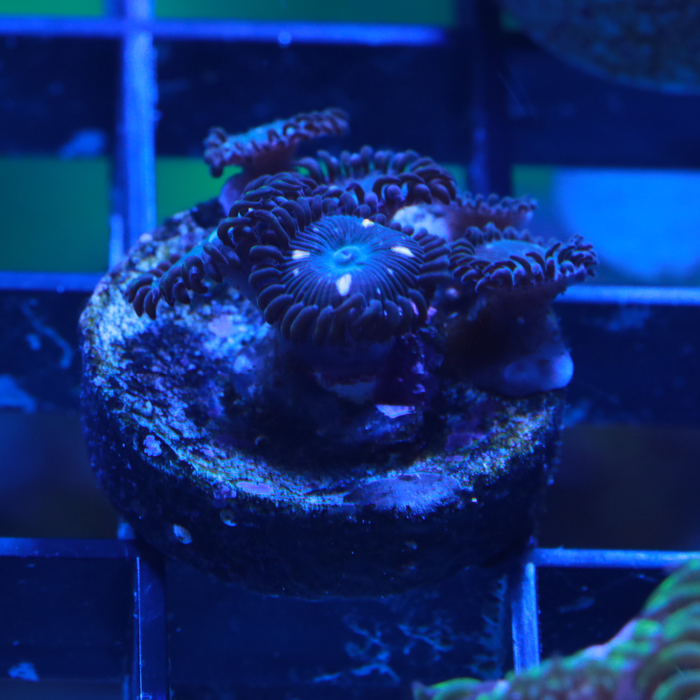 Jurassic Park Zoanthids