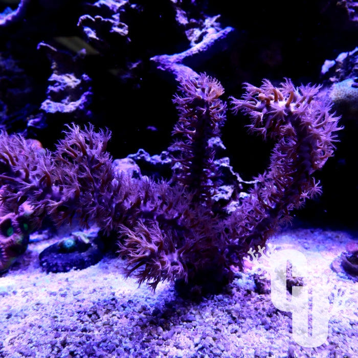 Knobby Sea Rod Gorgonian