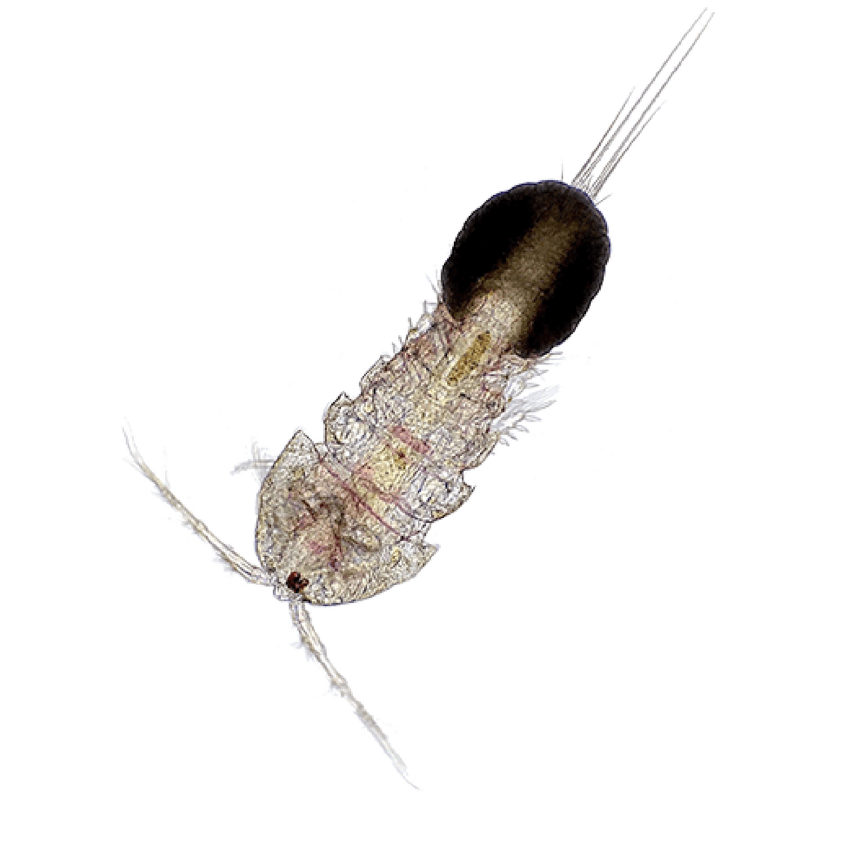 Live Tigriopus Copepods — Corals Unlimited