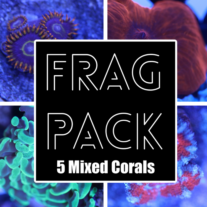 Mixed Coral Frag Pack