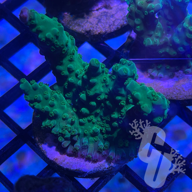 Monsters Inc Staghorn