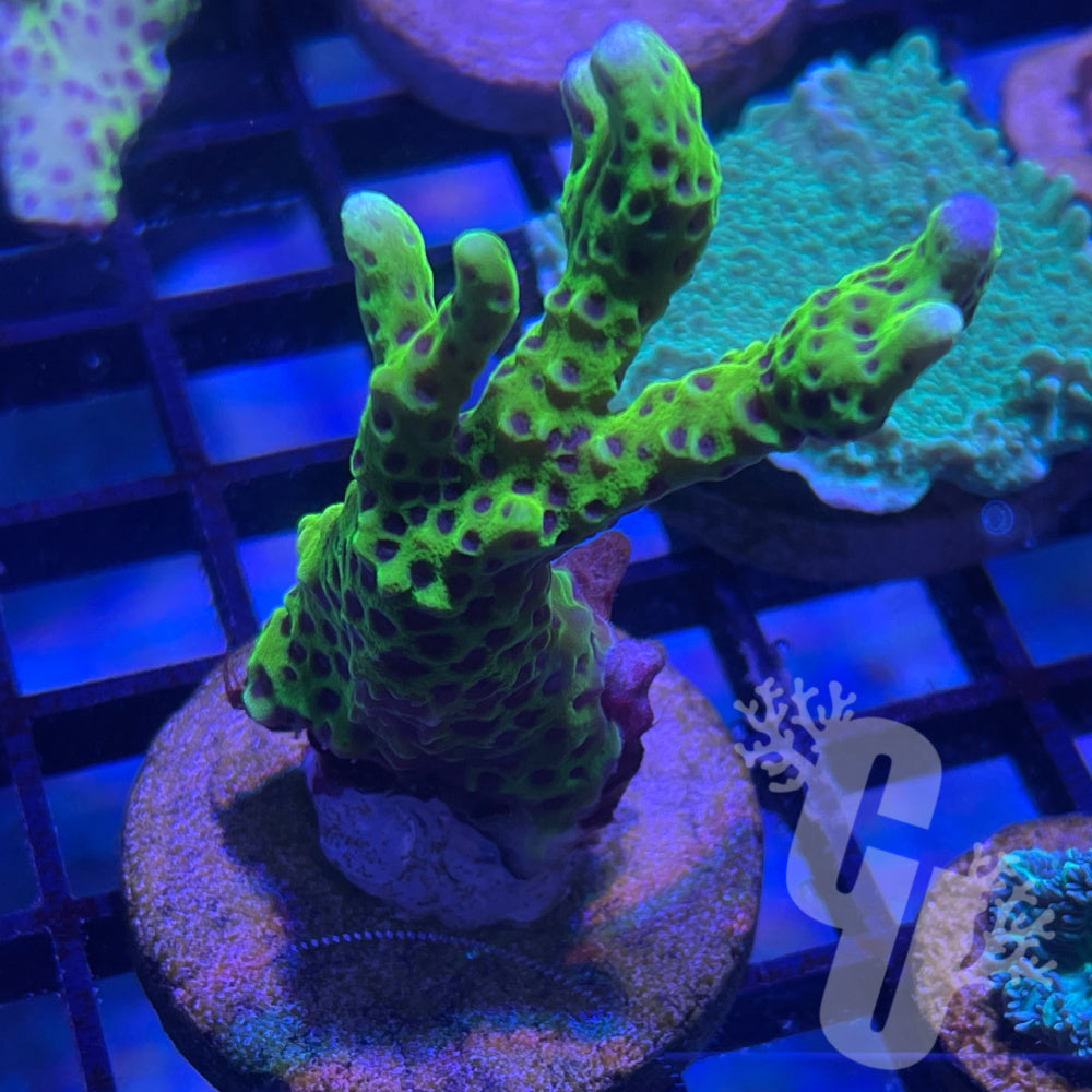 マリモ Neon Green Montipora Spongodes — Corals Unlimited