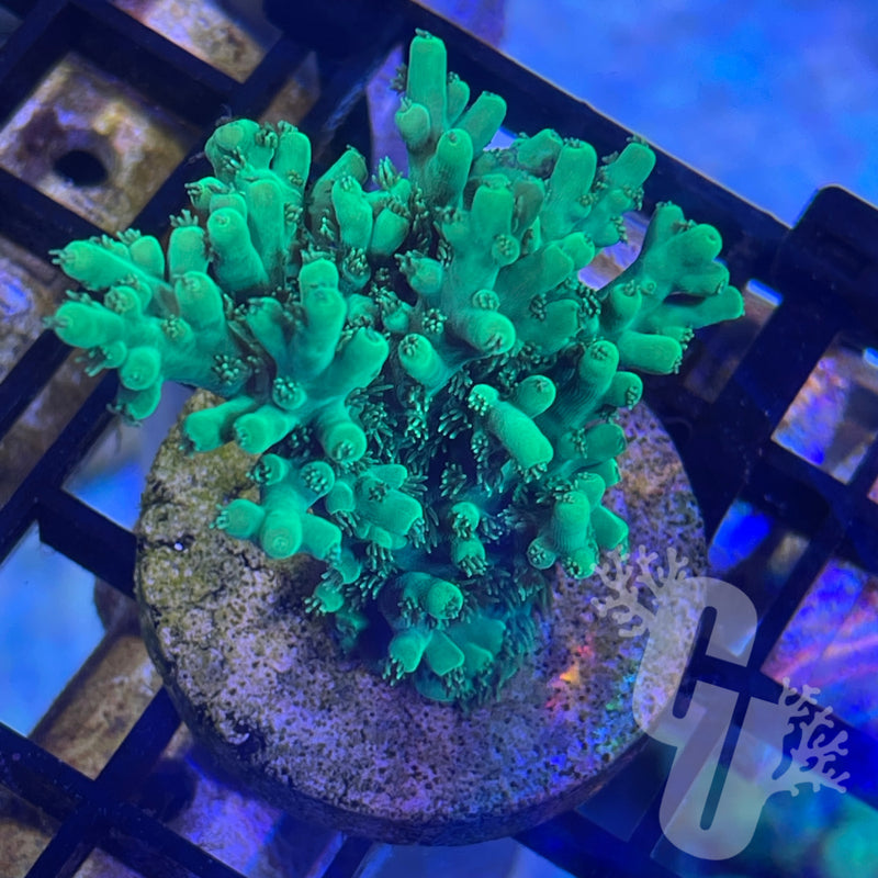 Neon Green Tabling Acropora
