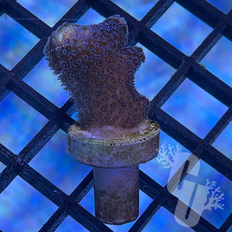 ORA Purple Stylophora