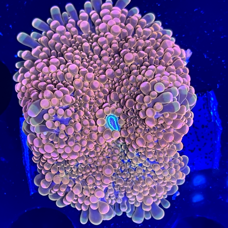 Orange Yuma Mushroom