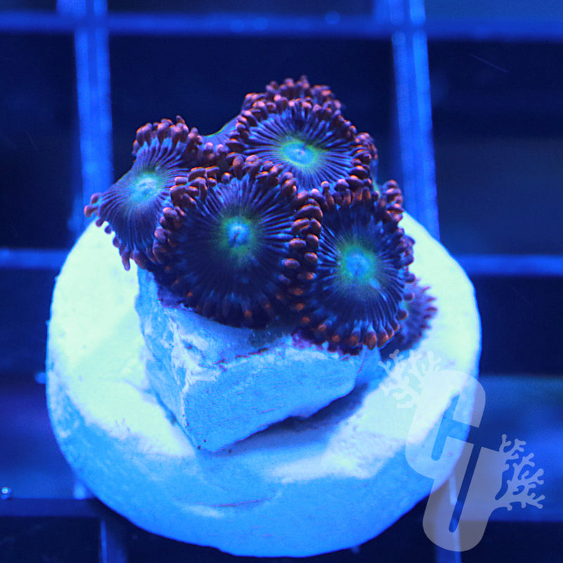 Pearl Jam Zoanthids