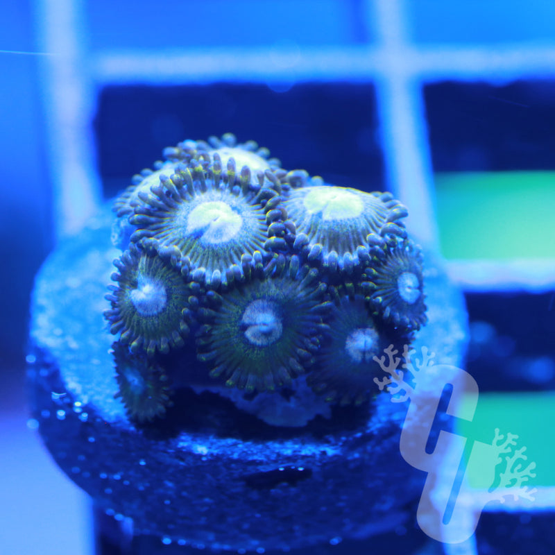 Pikachu Zoanthids
