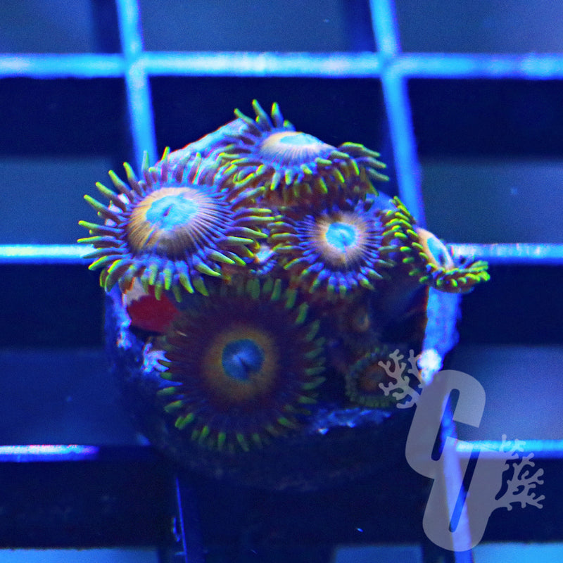 Scrambled Eggs Zoanthids